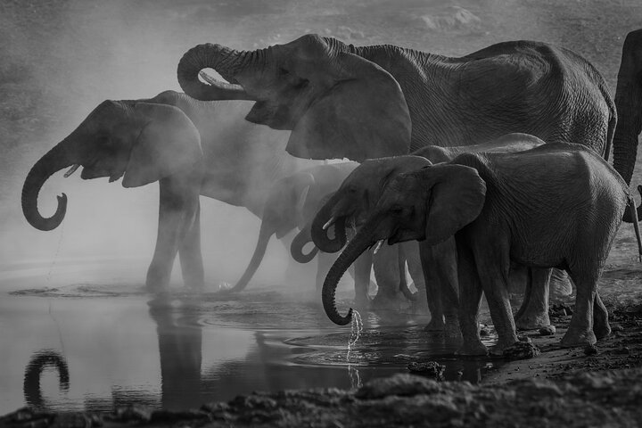 Heard of elephants drinking at a waterhole